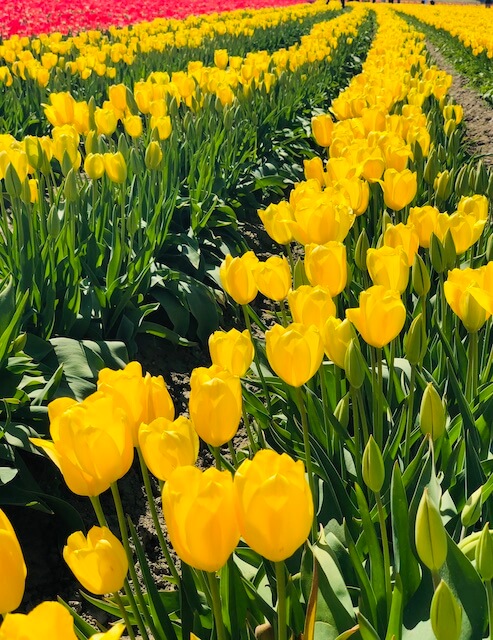 14 Beautiful Tulip Farms & Festivals in America - The Homestead Nurse