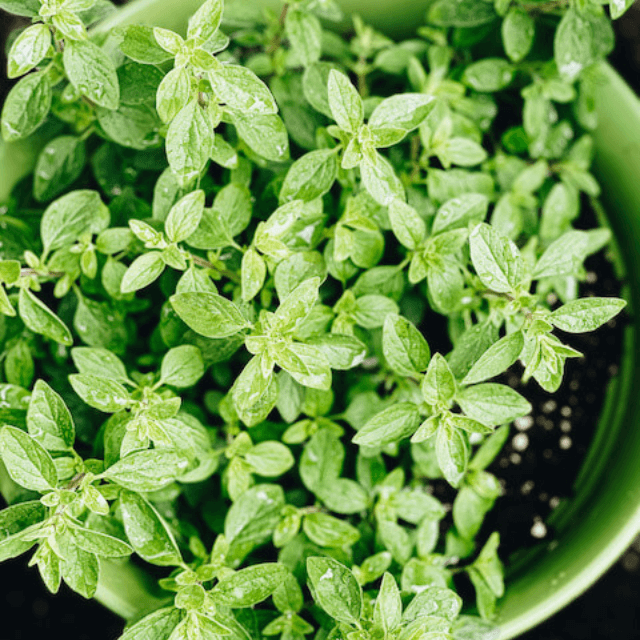a large cilantro plant in a container