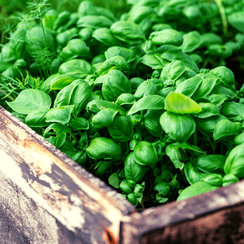 How to Trim Basil Plants to Get An Unlimited Harvest! (Video & Photos ...