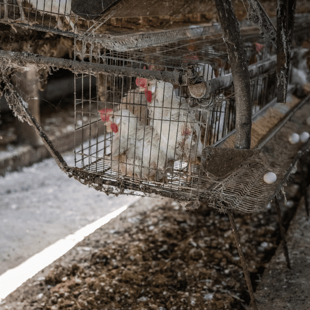 hens in a cages in a factory