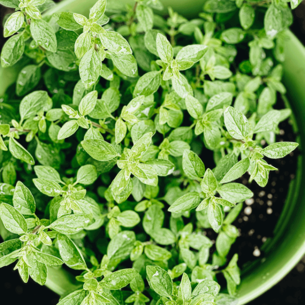 33 Best Herbs for Butterflies to Benefit your Garden - The Homestead Nurse