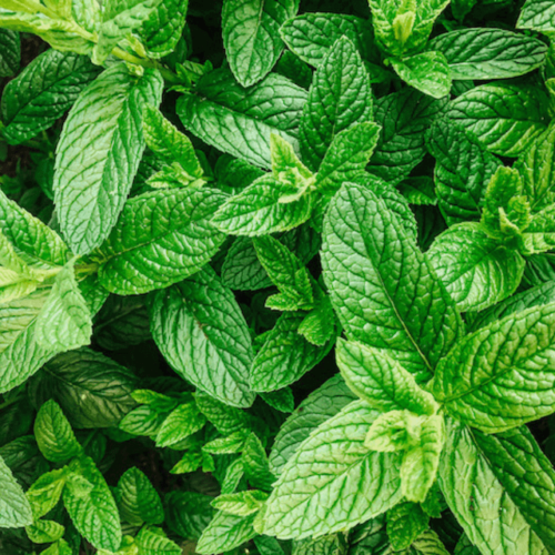 33 Best Herbs for Butterflies to Benefit your Garden - The Homestead Nurse