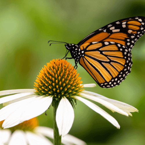33 Best Herbs for Butterflies to Benefit your Garden - The Homestead Nurse