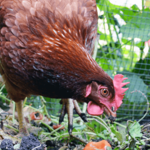 50 Ways on How to Feed Chickens Without Buying Feed - The Homestead Nurse