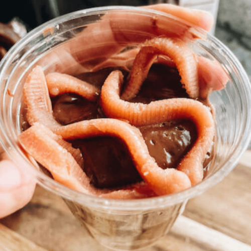 halloween worms in dirt recipe