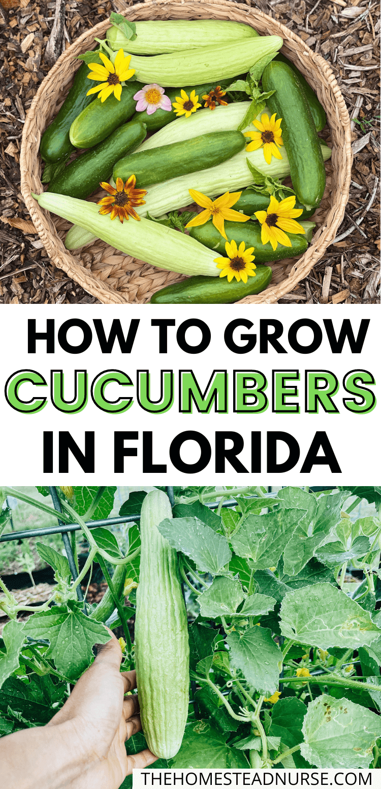 Cool Review About Growing Cucumbers In Florida