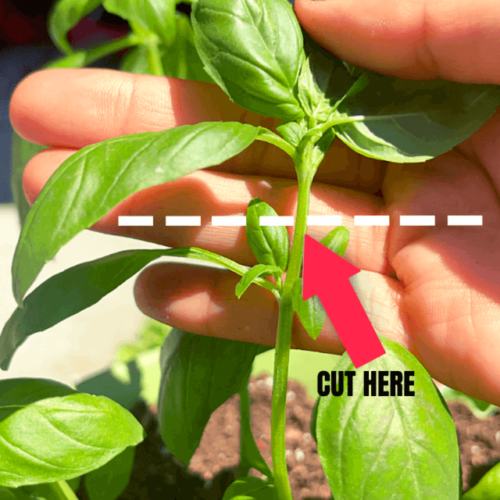 How to Grow Basil in Florida Guide Full of Tips - The Homestead Nurse